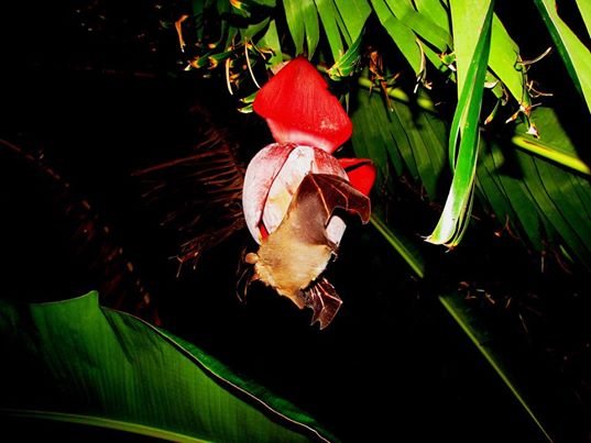 Fruit bat foraging at night in Bangladesh